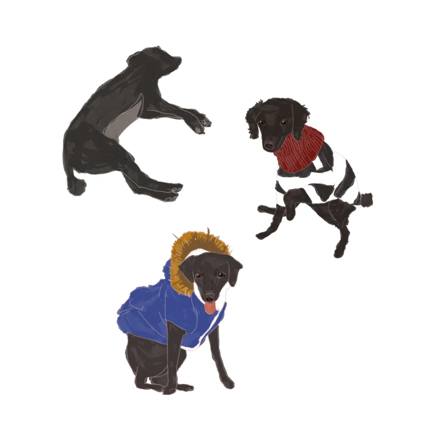 portfolio