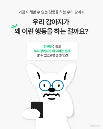 강아지 훈련사 플랫폼 카드뉴스